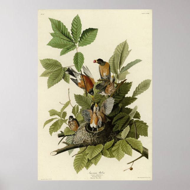 Poster American Robin from Audubon's Birds of America (Devant)