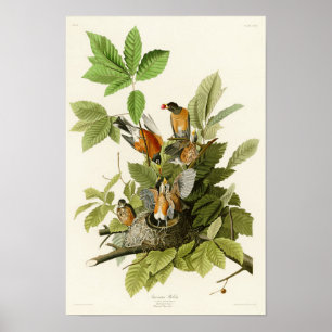 Poster American Robin John James Audubon Oiseaux d'Amériq