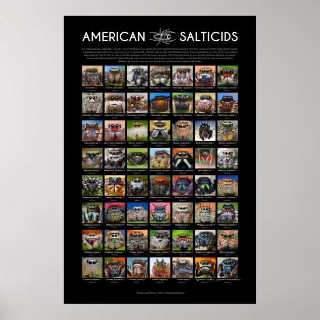 Poster "American Salticids" Jumping Spider (Devant)