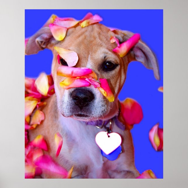 Poster American Staffordshire Terrier Boxer Mix Chien Chi (Devant)