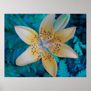 Poster American Tiger Lily