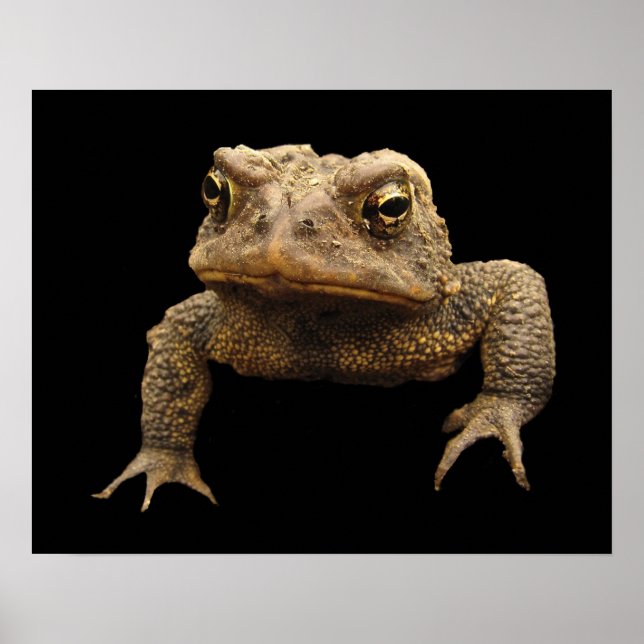 Poster American Toad (Devant)
