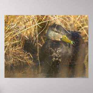 Poster Amerikanische Schwarze Ente