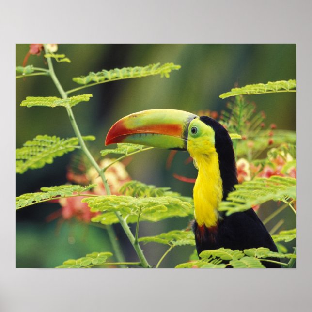 Poster Amérique centrale, Honduras. Toucan à prix Keel (Devant)