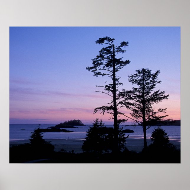 Poster Amérique du Nord, Canada, île de Vancouver, arbres (Devant)