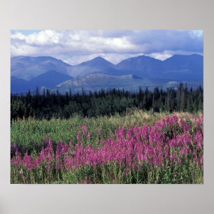 Poster Amérique du Nord, Canada, Yukon. Fleurs de mauvai
