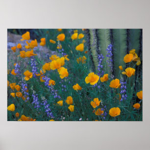Poster Amérique du Nord, États-Unis, Arizona, Cactus Orga