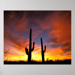 Poster Amérique du Nord, États-Unis, Arizona, désert de S