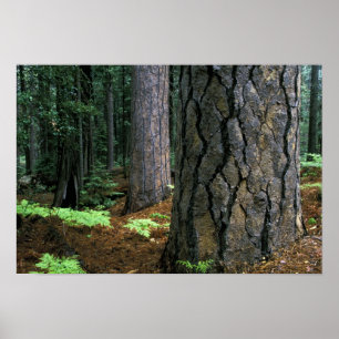 Poster Amérique du Nord, États-Unis, Californie, Yosemite
