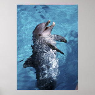 Poster Amérique du Nord, États-Unis, Hawaï. Dauphin