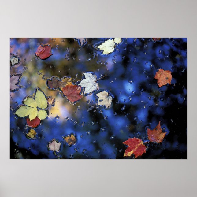 Poster Amérique du Nord, États-Unis, NH, Feuilles dans un (Devant)