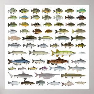 Poster Amérique du Nord Groupe de poissons d'eau douce