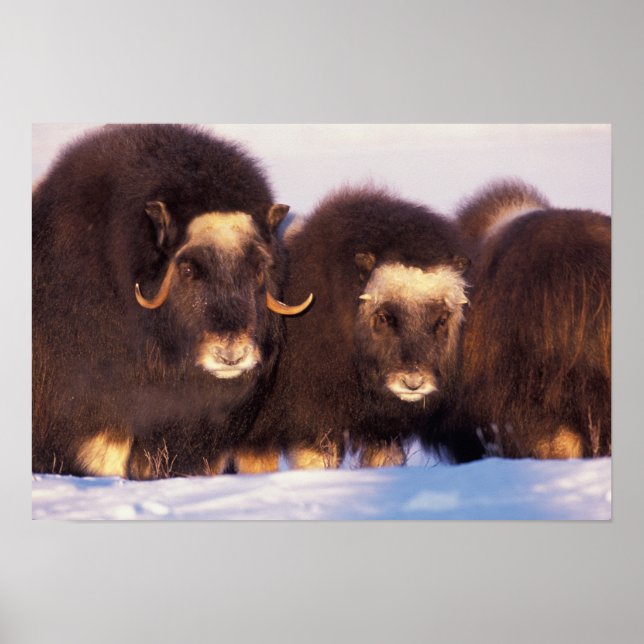 Poster Amérique du Nord, USA, Alaska, Arctic Circle, (Devant)