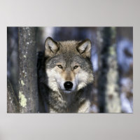 Amérique du Nord, USA, Minnesota. Wolf Canis