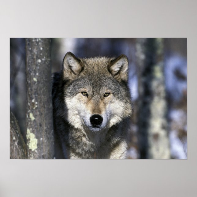 Poster Amérique du Nord, USA, Minnesota. Wolf Canis (Devant)