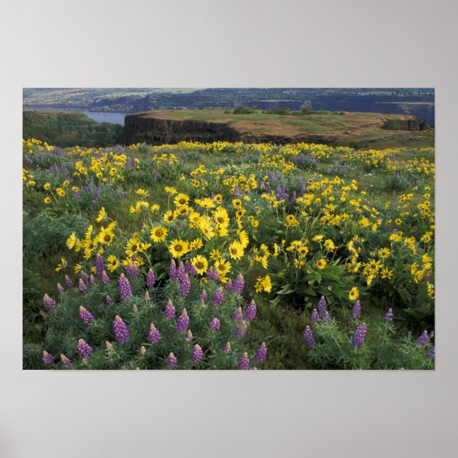 Poster Amérique du Nord, USA, Oregon, Columbia River (Devant)