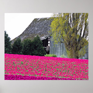 Poster Amérique du Nord, USA, Washington, Skagit Valley.