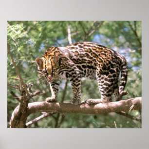 Poster Amérique du Sud, Equateur, Amazonie. Ocelot