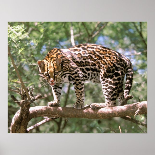 Poster Amérique du Sud, Equateur, Amazonie. Ocelot (Devant)