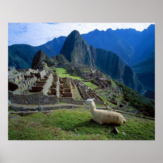 Poster Amérique du Sud, Pérou. Un lama repose sur une col (Devant)