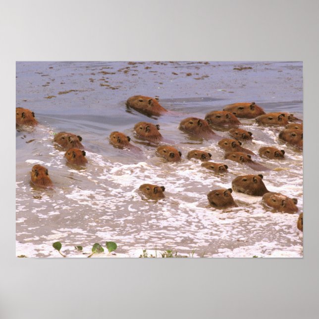 Poster Amérique du Sud, Venezuela, Llano. (Devant)