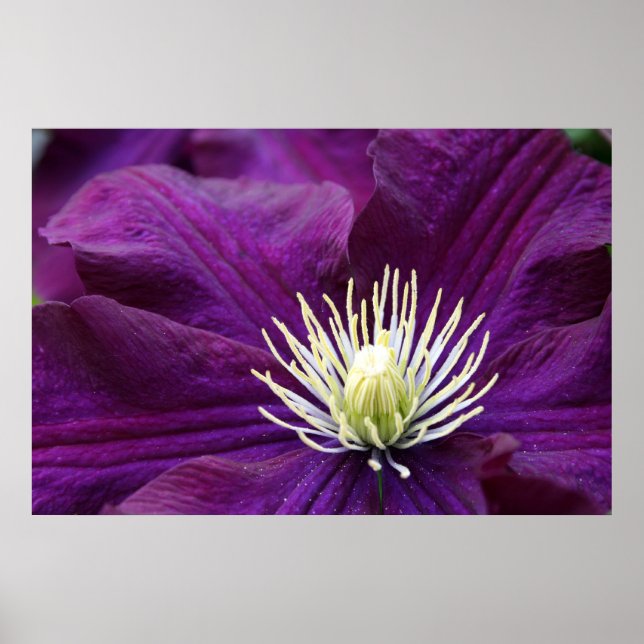 Poster Amethyst Clematis (Devant)