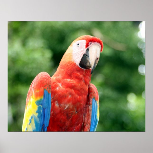 Poster ami scarlet macaw (Devant)