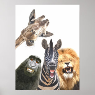 Poster Amis animaux de la jungle portrait drôle