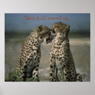 Poster Amis de Cheetah