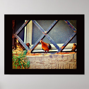 Poster Amis des oiseaux