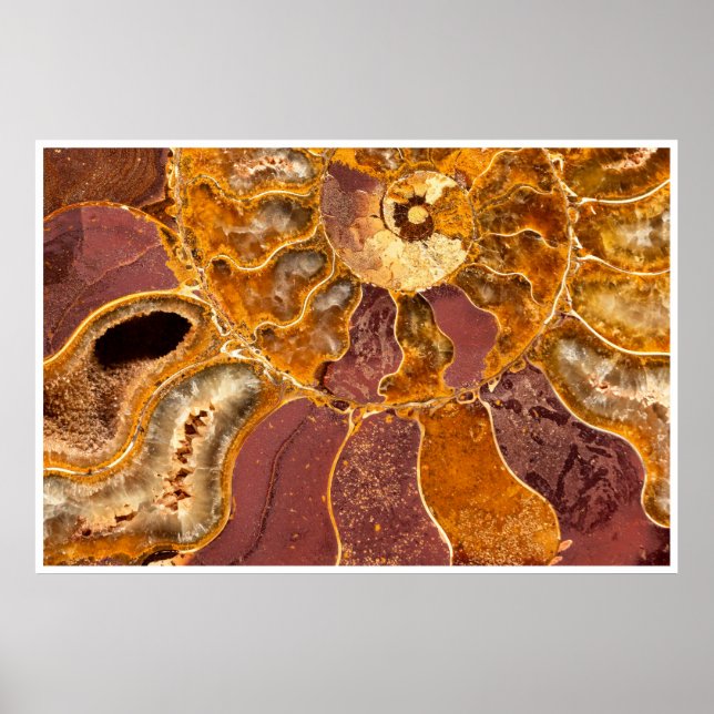 Poster Ammonite Fossil Close-Up Print Ancient Marine Art (Devant)