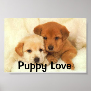Poster Amour de chiot