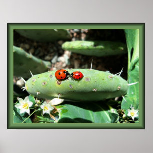 Poster Amour de coccinelle