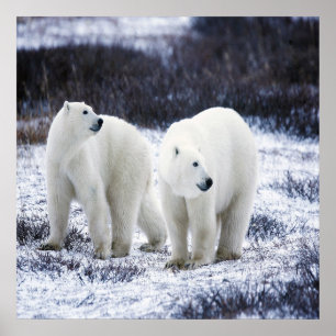 Poster Amour de l'ours polaire