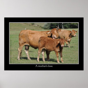 Poster Amour d'une mère, vache léchant son veau