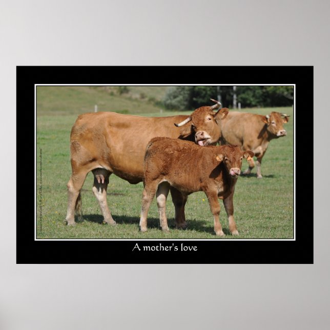 Poster Amour d'une mère, vache léchant son veau (Devant)