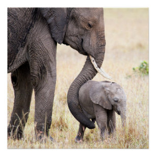 Poster Amour maternel