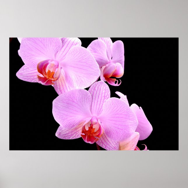 Poster Amour orchidée (Devant)
