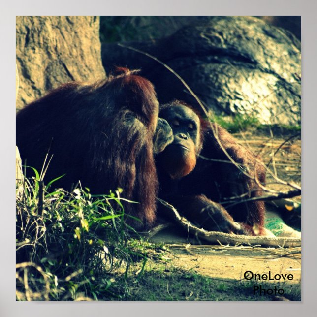 Poster Amour singe (Devant)