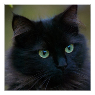 Poster amoureux des chats noir