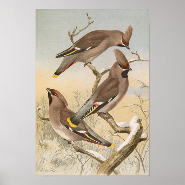 Poster Ampelis garrulus par Johann Friedrich Naumann (Devant)