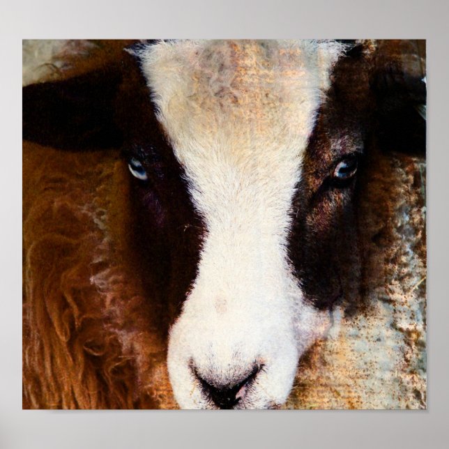 Poster Amy L'Ewe (Devant)