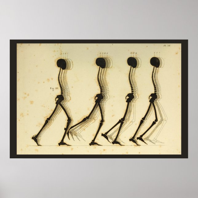 Poster Analyse de la démarche à pied Chiropratique de la  (Devant)
