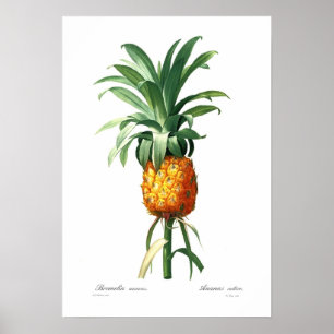 Poster Ananas