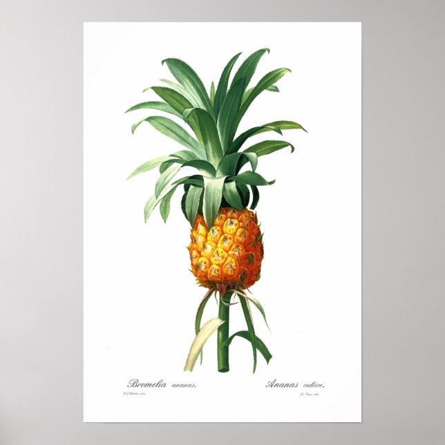 Poster Ananas (Devant)