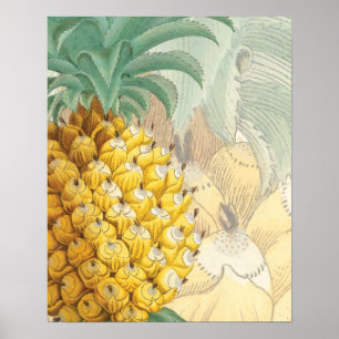 Poster Ananas avec agrandissement