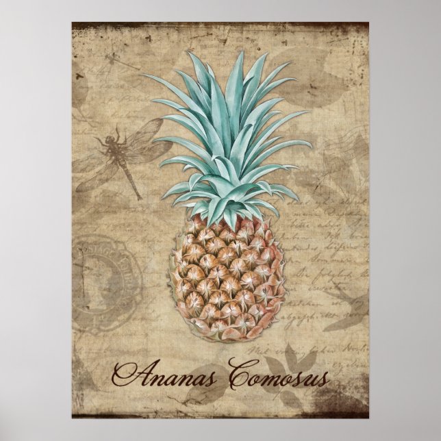 Poster Ananas Comosus - Histoire naturelle (Devant)