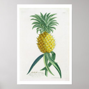 Poster Ananas gravé par Johann Jakob Haid (1704-67)