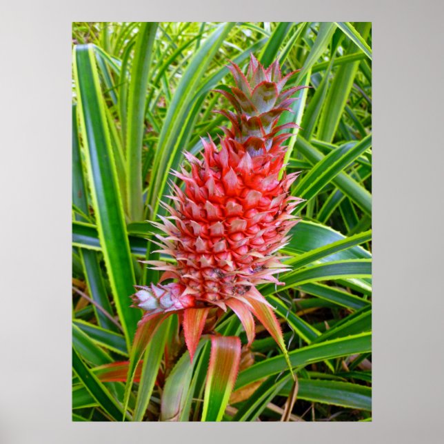 Poster Ananas hawaïen (Devant)