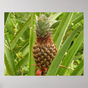 Poster Ananas sauvage Fruit tropical dans la nature